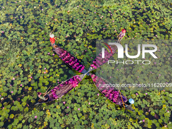 An aerial view shows farmers collecting water lilies in Satla Union, Uzirpur Upazila of Barisal city in Bangladesh on September 29, 2024. Wa...