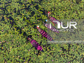 An aerial view shows farmers collecting water lilies in Satla Union, Uzirpur Upazila of Barisal city in Bangladesh on September 29, 2024. Wa...