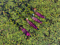 An aerial view shows farmers collecting water lilies in Satla Union, Uzirpur Upazila of Barisal city in Bangladesh on September 29, 2024. Wa...