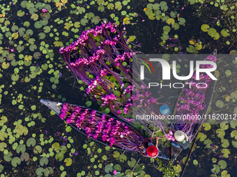 An aerial view shows farmers collecting water lilies in Satla Union, Uzirpur Upazila of Barisal city in Bangladesh on September 29, 2024. Wa...