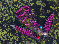 An aerial view shows farmers collecting water lilies in Satla Union, Uzirpur Upazila of Barisal city in Bangladesh on September 29, 2024. Wa...