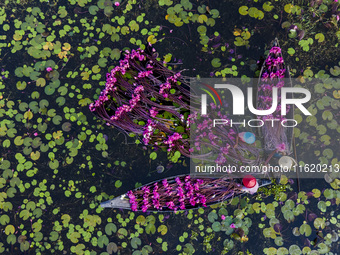 An aerial view shows farmers collecting water lilies in Satla Union, Uzirpur Upazila of Barisal city in Bangladesh on September 29, 2024. Wa...