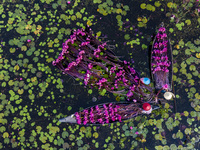 An aerial view shows farmers collecting water lilies in Satla Union, Uzirpur Upazila of Barisal city in Bangladesh on September 29, 2024. Wa...