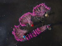 An aerial view shows farmers collecting water lilies in Satla Union, Uzirpur Upazila of Barisal city in Bangladesh on September 29, 2024. Wa...