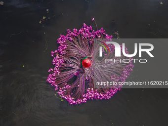 An aerial view shows farmers collecting water lilies in Satla Union, Uzirpur Upazila of Barisal city in Bangladesh on September 29, 2024. Wa...