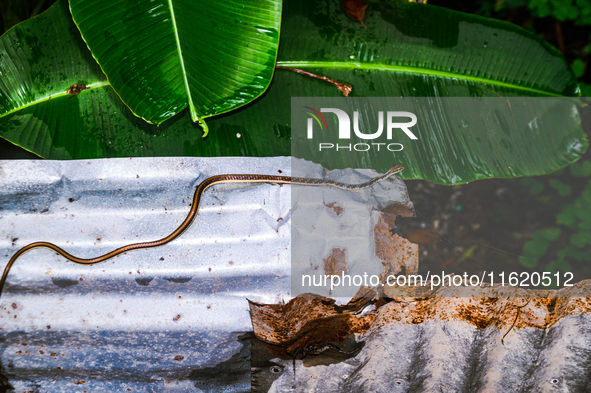 On September 29, 2024, an Indian Bronzeback Tree Snake was spotted climbing a tin fence to sunbathe on a cool, rainy day in a forest at Teha...