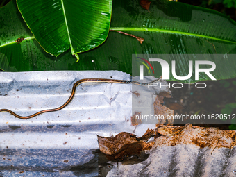 On September 29, 2024, an Indian Bronzeback Tree Snake was spotted climbing a tin fence to sunbathe on a cool, rainy day in a forest at Teha...