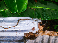 On September 29, 2024, an Indian Bronzeback Tree Snake was spotted climbing a tin fence to sunbathe on a cool, rainy day in a forest at Teha...