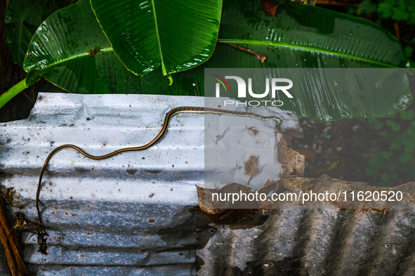 On September 29, 2024, an Indian Bronzeback Tree Snake was spotted climbing a tin fence to sunbathe on a cool, rainy day in a forest at Teha...