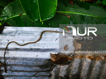 On September 29, 2024, an Indian Bronzeback Tree Snake was spotted climbing a tin fence to sunbathe on a cool, rainy day in a forest at Teha...