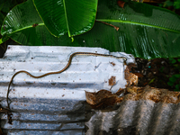 On September 29, 2024, an Indian Bronzeback Tree Snake was spotted climbing a tin fence to sunbathe on a cool, rainy day in a forest at Teha...