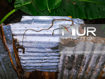 On September 29, 2024, an Indian Bronzeback Tree Snake was spotted climbing a tin fence to sunbathe on a cool, rainy day in a forest at Teha...