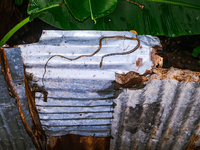 On September 29, 2024, an Indian Bronzeback Tree Snake was spotted climbing a tin fence to sunbathe on a cool, rainy day in a forest at Teha...