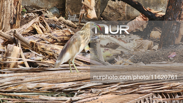 An Indian pond heron (Ardeola grayii) in Thiruvananthapuram (Trivandrum), Kerala, India, on March 3, 2024. 