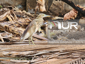 An Indian pond heron (Ardeola grayii) in Thiruvananthapuram (Trivandrum), Kerala, India, on March 3, 2024. (