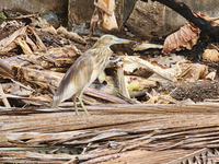 An Indian pond heron (Ardeola grayii) in Thiruvananthapuram (Trivandrum), Kerala, India, on March 3, 2024. (