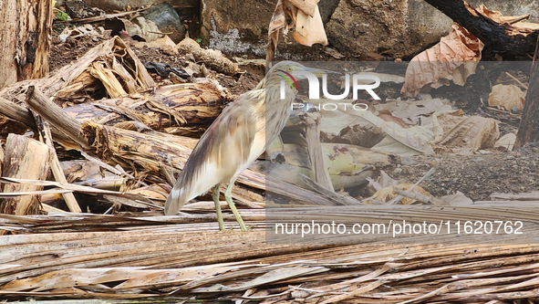 An Indian pond heron (Ardeola grayii) in Thiruvananthapuram (Trivandrum), Kerala, India, on March 3, 2024. 