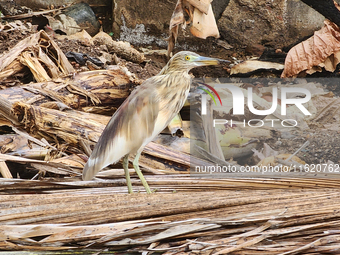 An Indian pond heron (Ardeola grayii) in Thiruvananthapuram (Trivandrum), Kerala, India, on March 3, 2024. (