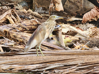 An Indian pond heron (Ardeola grayii) in Thiruvananthapuram (Trivandrum), Kerala, India, on March 3, 2024. (