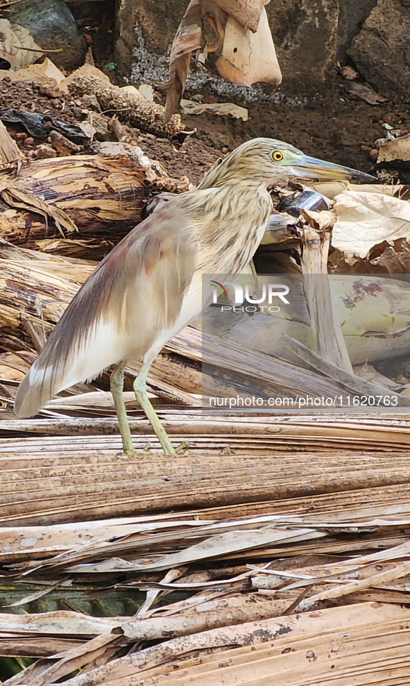 An Indian pond heron (Ardeola grayii) in Thiruvananthapuram (Trivandrum), Kerala, India, on March 3, 2024. 