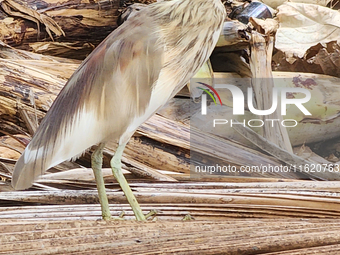 An Indian pond heron (Ardeola grayii) in Thiruvananthapuram (Trivandrum), Kerala, India, on March 3, 2024. (