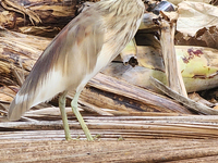 An Indian pond heron (Ardeola grayii) in Thiruvananthapuram (Trivandrum), Kerala, India, on March 3, 2024. (