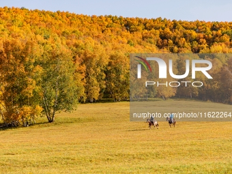 Autumn scenery of Wulan Butong Grassland in Chifeng, China, on September 23, 2024. (