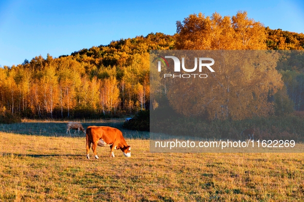 Autumn scenery of Wulan Butong Grassland in Chifeng, China, on September 23, 2024. 