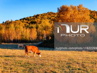 Autumn scenery of Wulan Butong Grassland in Chifeng, China, on September 23, 2024. (