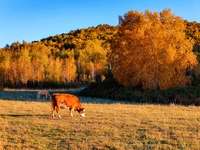 Autumn scenery of Wulan Butong Grassland in Chifeng, China, on September 23, 2024. (