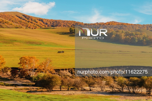 Autumn scenery of Wulan Butong Grassland in Chifeng, China, on September 23, 2024. 