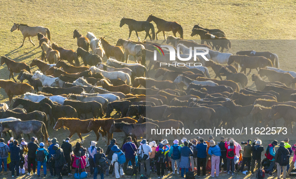 Tourists watch a Ten Thousand Steeds Gallop performance at Ulan Butong Grassland in Chifeng, China, on September 25, 2024. 