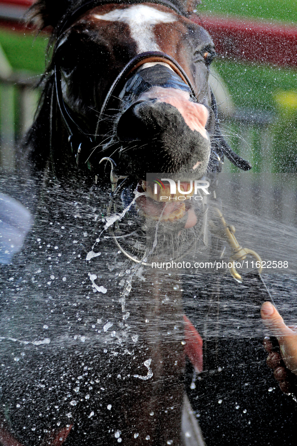 Thoroughbred racehorse War Strategy gets a cooling shower after a win in the seventh race at Woodbine Racetrack in Toronto, Canada, on Septe...