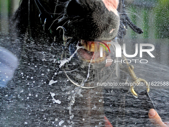 Thoroughbred racehorse War Strategy gets a cooling shower after a win in the seventh race at Woodbine Racetrack in Toronto, Canada, on Septe...