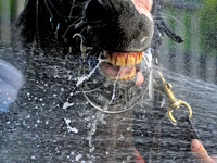 Thoroughbred racehorse War Strategy gets a cooling shower after a win in the seventh race at Woodbine Racetrack in Toronto, Canada, on Septe...