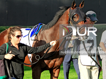 Connections for Chiefswood Stables walk Roscar around the walking ring ahead of a win in the 134th running of the $400,000 Breeders' Stakes,...