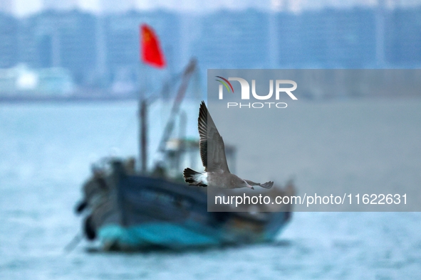 Fishing boats return to the coast of Gujia Island, a new area on the west coast of Qingdao, Shandong province, China, on September 29, 2024....