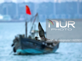 Fishing boats return to the coast of Gujia Island, a new area on the west coast of Qingdao, Shandong province, China, on September 29, 2024....