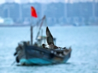 Fishing boats return to the coast of Gujia Island, a new area on the west coast of Qingdao, Shandong province, China, on September 29, 2024....