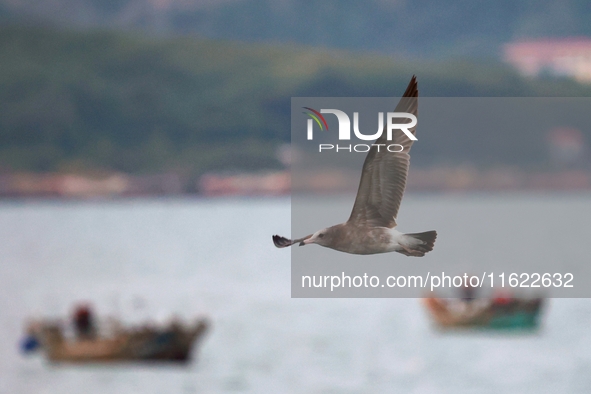 Seagulls fly over the sea at the seaside of Gujia Island, a new area on the West coast of Qingdao, Shandong province, China, on September 29...