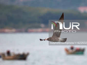 Seagulls fly over the sea at the seaside of Gujia Island, a new area on the West coast of Qingdao, Shandong province, China, on September 29...