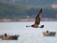 Seagulls fly over the sea at the seaside of Gujia Island, a new area on the West coast of Qingdao, Shandong province, China, on September 29...