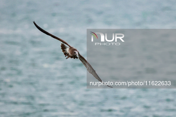 Seagulls fly over the sea at the seaside of Gujia Island, a new area on the West coast of Qingdao, Shandong province, China, on September 29...