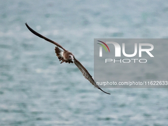 Seagulls fly over the sea at the seaside of Gujia Island, a new area on the West coast of Qingdao, Shandong province, China, on September 29...