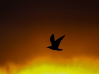 Seagulls fly over the sea at the seaside of Gujia Island, a new area on the West coast of Qingdao, Shandong province, China, on September 29...