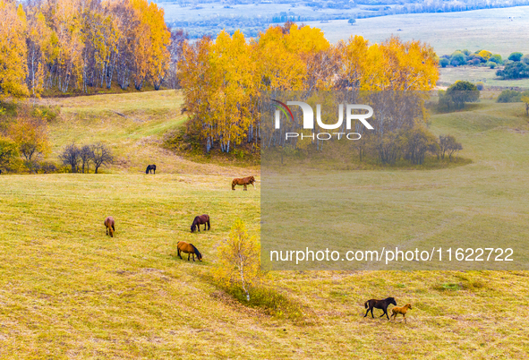 A birch forest enters the best viewing period in Ulan Butong grassland of Chifeng, China, on September 27, 2024. 