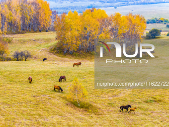 A birch forest enters the best viewing period in Ulan Butong grassland of Chifeng, China, on September 27, 2024. (