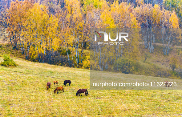 A birch forest enters the best viewing period in Ulan Butong grassland of Chifeng, China, on September 27, 2024. 