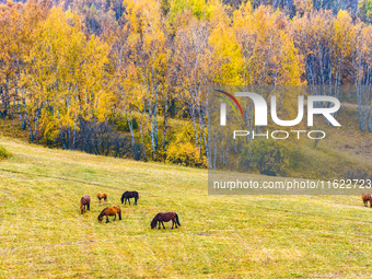 A birch forest enters the best viewing period in Ulan Butong grassland of Chifeng, China, on September 27, 2024. (