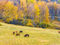 A birch forest enters the best viewing period in Ulan Butong grassland of Chifeng, China, on September 27, 2024. (